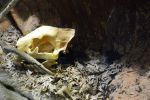 Virginia Living Museum 21 Mar 2016
